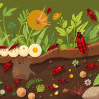 Unveiling the Roach Life Cycle: A Comprehensive Guide to Understanding These Resilient Creatures