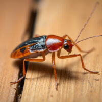 German Roach Biology: Understanding Their Behavior and Reproduction Patterns