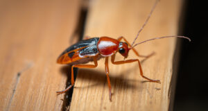 German Roach Biology: Understanding Their Behavior and Reproduction Patterns
