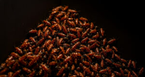 Roach Colonies Revealed: How to Identify and Eliminate Infestations Fast