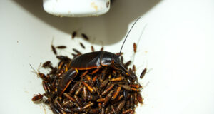 German Roach Nests: How to Identify and Effectively Eliminate Them