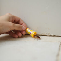 Effective Roach Control Gel: Top Strategies for a Pest-Free Home