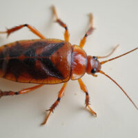German Roach Identification: Effective Tips to Spot and Eliminate Infestations