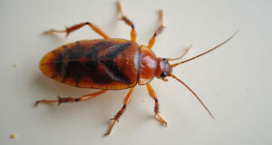 German Roach Identification: Effective Tips to Spot and Eliminate Infestations