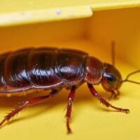 Effective Roach Bait Traps: How to Eliminate Cockroaches Fast