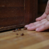 Essential Roach Inspection Tips to Keep Your Home Pest-Free