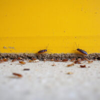 Roach Control Barrier Tips: Effective Strategies to Keep Pests Out