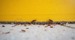 Roach Control Barrier Tips: Effective Strategies to Keep Pests Out