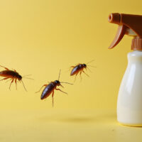 Effective Roach Control Spray Solutions to Eliminate Infestations Quickly