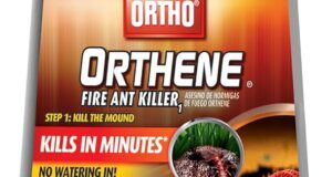 Defeat Fire Ants Fast: A Review of Ortho Orthene Fire Ant Killer